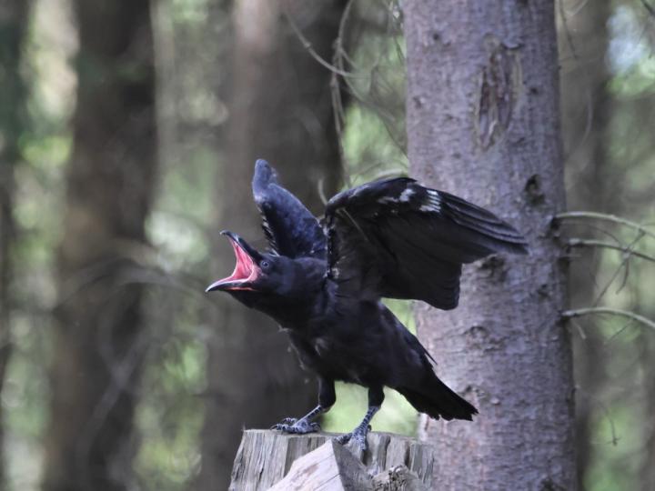 Krkavec velký (Corvus corax)