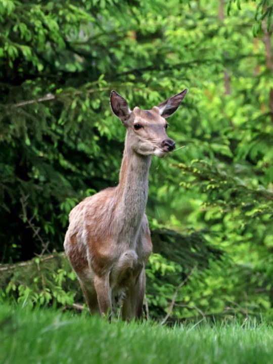 Jelen lesní (Cervus elaphus)