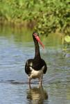 Čáp černý (Ciconia nigra)