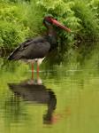 Čáp černý (Ciconia nigra)