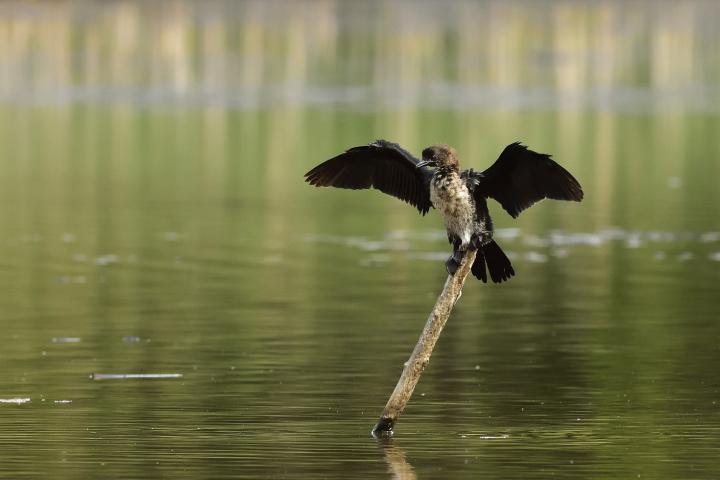 Kormorán malý (Phalacrocorax pygmaeus)