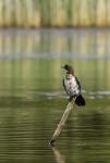 Kormorán malý (Phalacrocorax pygmaeus)