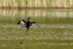 Kormorán malý (Phalacrocorax pygmaeus)