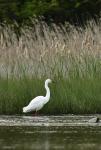 Volavka bílá (Egretta alba)