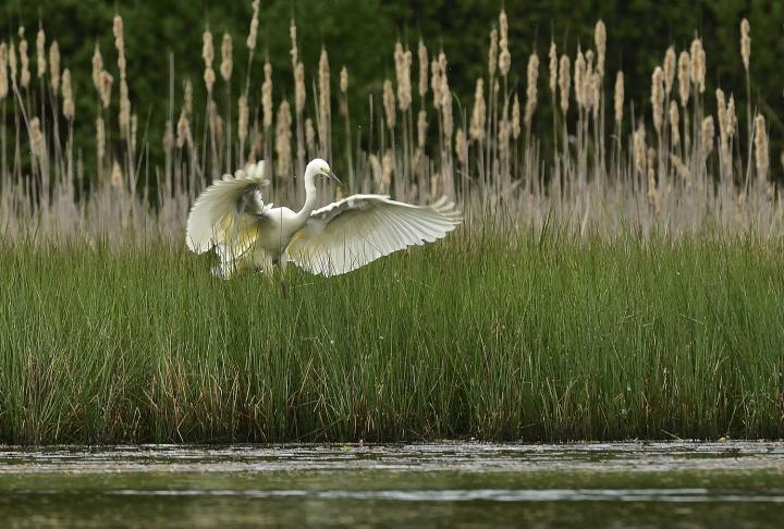 Volavka bílá (Egretta alba)