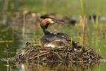 Potápka roháč  (Podiceps cristatus)