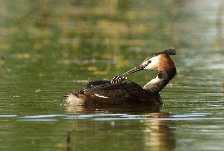 Potápka roháč  (Podiceps cristatus)