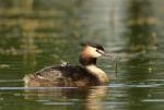 Potápka roháč  (Podiceps cristatus)