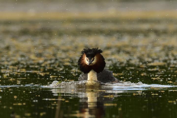 Potápka roháč  (Podiceps cristatus)