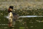 Potápka roháč  (Podiceps cristatus)