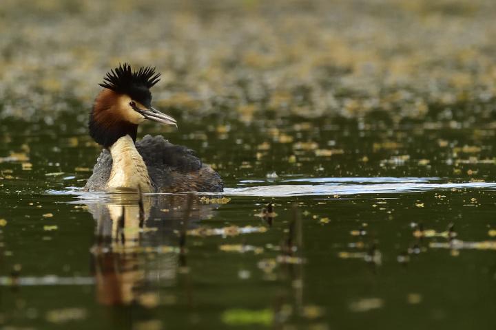 Potápka roháč  (Podiceps cristatus)