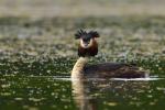 Potápka roháč  (Podiceps cristatus)