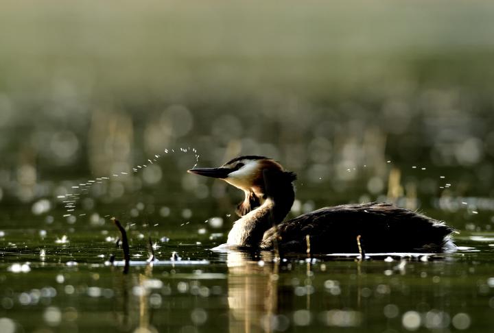 Potápka roháč  (Podiceps cristatus)