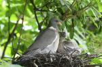 Holub hřivnáč (Columba palumbus)