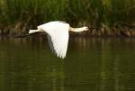 Kolpík bílý (Platalea leucorodia)