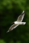 Racek chechtavý (Larus ridibundus)