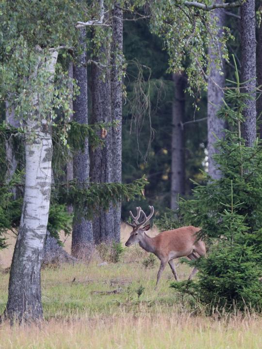 Jelen lesní (Cervus elaphus)