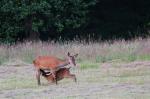 Jelen lesní (Cervus elaphus)