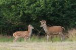 Jelen lesní (Cervus elaphus)