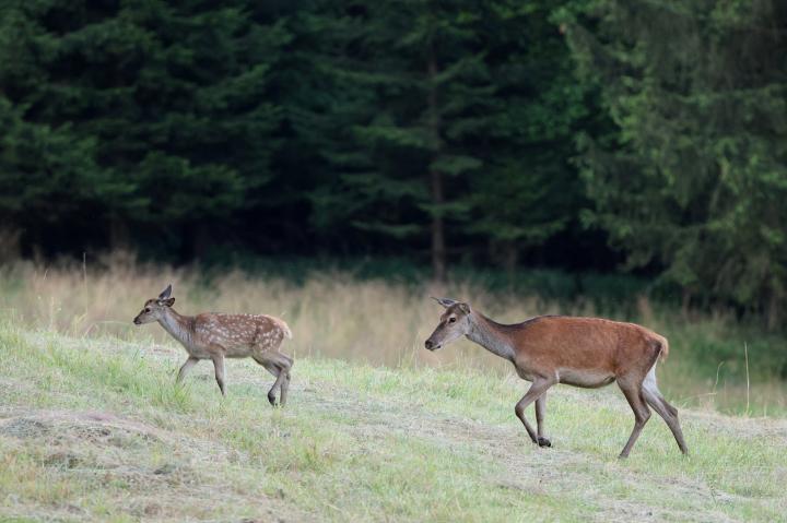 Jelen lesní (Cervus elaphus)