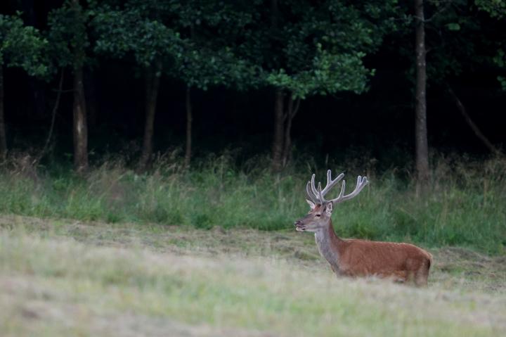 Jelen lesní (Cervus elaphus)