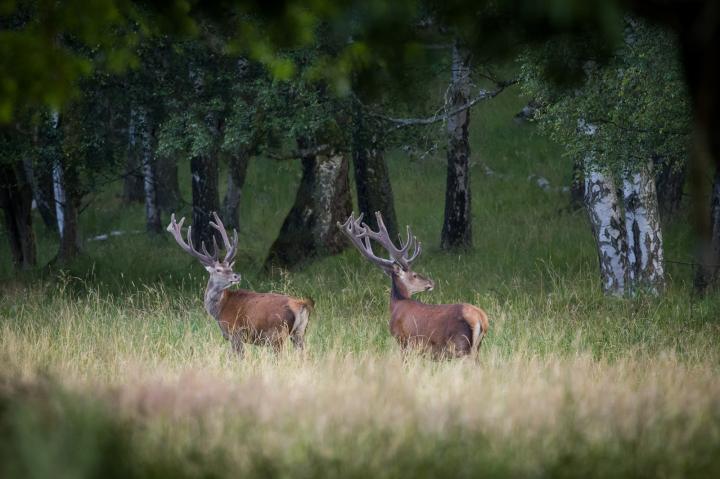 Jelen lesní (Cervus elaphus)