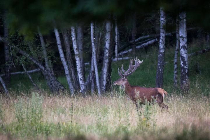 Jelen lesní (Cervus elaphus)