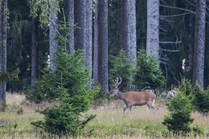 Jelen lesní (Cervus elaphus)