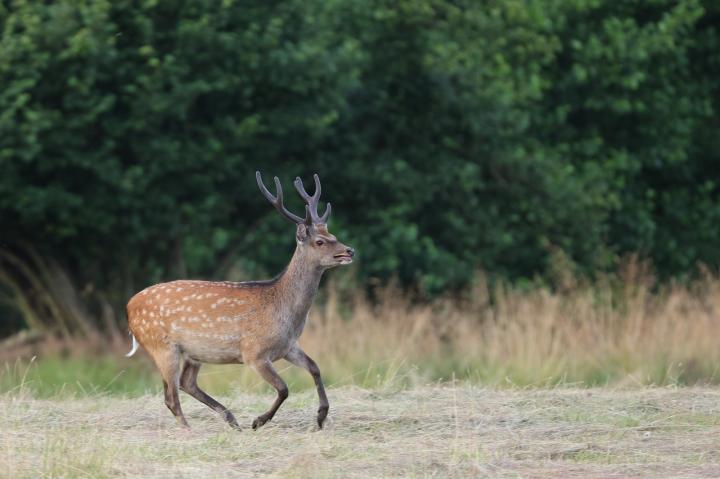 Jelen sika japonský (Cervus nippon nippon)