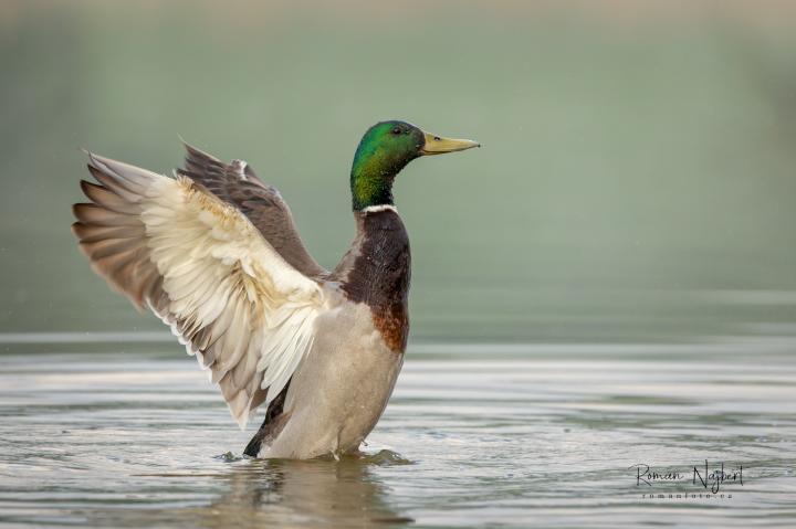 Kachna divoká (Anas platyrhynchos)