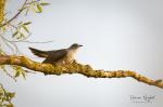 Common cuckoo  (Cuculus canorus)