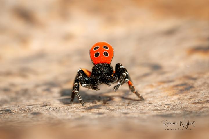 Stepník rudý (Eresus cinnaberinus)