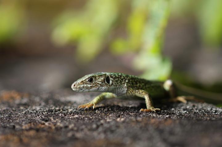 Ještěrka zelená (Lacerta viridis)