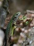 Ještěrka zelená (Lacerta viridis)