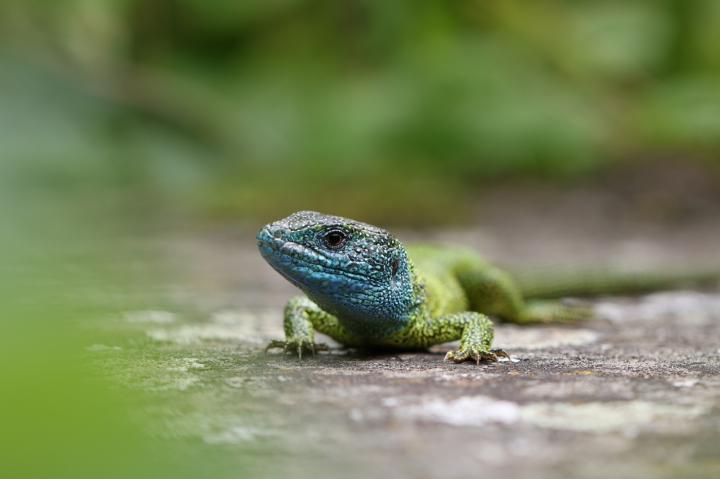 Ještěrka zelená (Lacerta viridis)