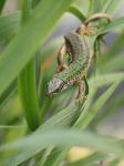 Ještěrka zelená (Lacerta viridis)