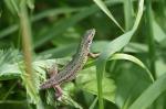 Ještěrka zelená (Lacerta viridis)