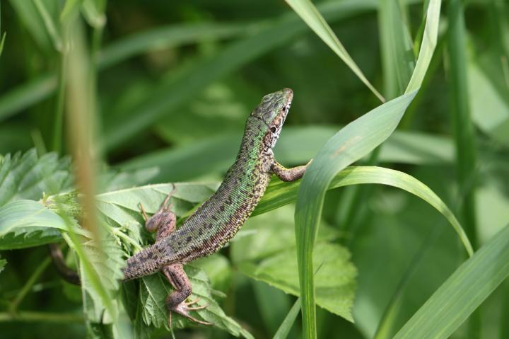 Ještěrka zelená (Lacerta viridis)