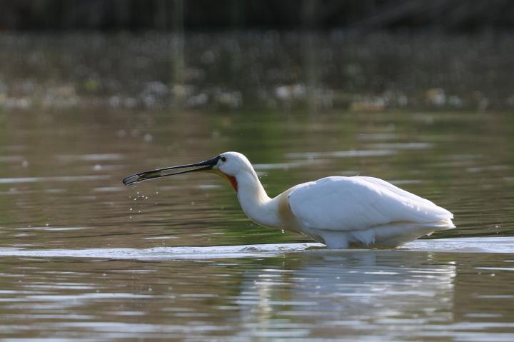 Kolpík bílý (Platalea leucorodia)