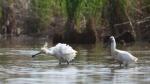 Kolpík bílý (Platalea leucorodia)