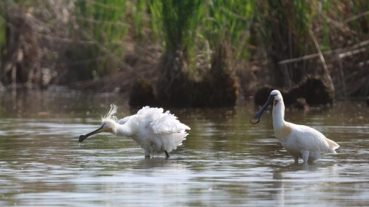 Kolpík bílý (Platalea leucorodia)