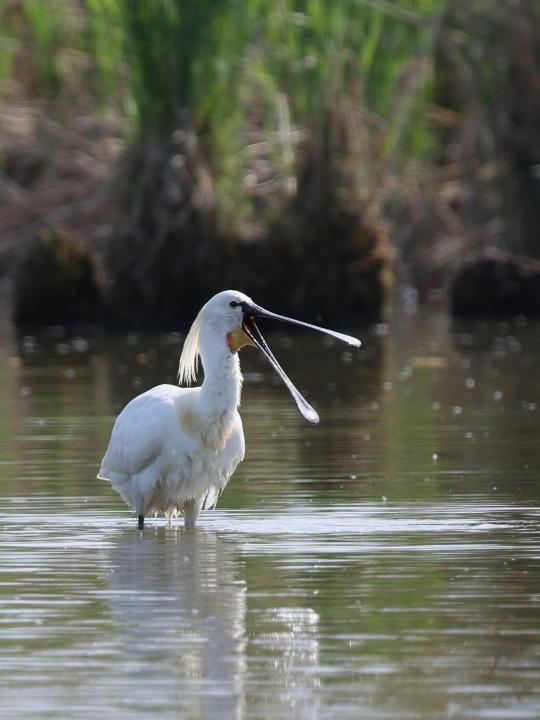 Kolpík bílý (Platalea leucorodia)