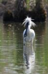 Kolpík bílý (Platalea leucorodia)