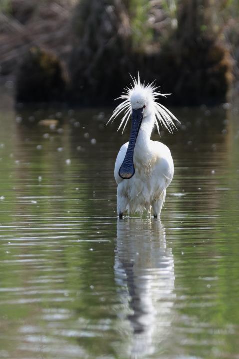 Kolpík bílý (Platalea leucorodia)