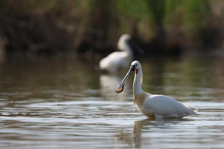 Kolpík bílý (Platalea leucorodia)