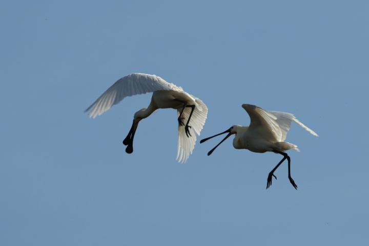 Kolpík bílý (Platalea leucorodia)