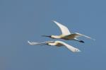 Kolpík bílý (Platalea leucorodia)