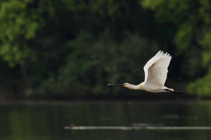 Kolpík bílý (Platalea leucorodia)