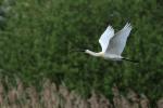 Kolpík bílý (Platalea leucorodia)