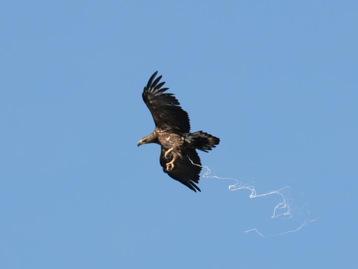  Orel mořský ( Haliaeetus albicillus)